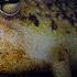 Tiny Frog Faces Night Full Of Terrors Eden Untamed Planet BBC Earth