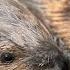 Interpretation Of Beaver Sounds
