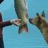 Fishing On The Lake And Finding Wild Snails In The Forest