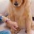 Are Dogs Fun Dogs Thoughts Are Written On Their Faces Golden Retriever Children And Dogs Dogs