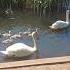 Not So Ugly Ducklings Swans
