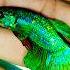 Betta Fish Shorts Fish Betta Colourfish Aquariumfish Greenbetta Bettafish Trending