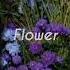 Flower Jisoo Speed Up