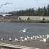 Печально чайки над волной кружат Möwen In Tasmanien Amazing Gulls In Tasmania Launceston