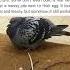 Lazy Pigeon Lays Egg On A Pile Of Sticks