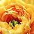Sad Song Song Love Music Lifeisbutadream Flowers Hindi Hindisong Hindimovie Shortvideo For