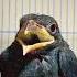 Burung Tengkek Buto Gacor Tembakan Rapat Istimewa
