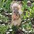 Luvs Squirrel Wildlife Nature Park Animals Dianarecker7441