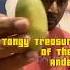 Trying The Tumbo Fruit Tangy Fruit Of The Andes