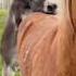 романтика встреча лошадь осел Villagevlog Horse Donkey Cavalo Burro Animals Amor Live