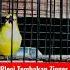 Pleci Tembakan Zipper Panjang Pleci Pacitan Gacor Masteran Pleci