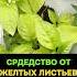 Желтеют листья у перца Простое средство вернёт рост и урожай перец огород подкормка йод