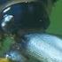 The Great Diving Beetle Is An Impressive Underwater Hunter Macro Worlds Smithsonian Channel