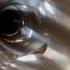 What Does The Inside Of A Contrabass Flute Look Like THIS Bassflute Bassinstrument Flute