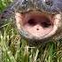 Angry SNAPPING Turtle