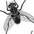 Depeche Mode Fly On The Windscreen Extended Mollem Studios Version