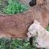 Short Beautiful Dog India France Brasil Indonesia
