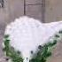 Rare White Peacock With Its Spectacular Feathers
