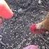 How To Fight A Chicken