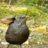 24 7 LIVE Cat TV Non Stop BIRDS And Squirrels In Relaxing Forest Corner