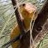 Rescuing Wildlife Snake Animals Nature Alligator Python Cute Reptiles Florida Everglades Rescue