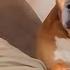 Dog Really Knows What You Mean Funny Dog Videos 2025