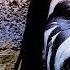 Demogoroth Satanum All Black Black Metal Band UPROXX Reports