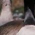 Two Geese From Different Species Form A Rare Pairing Near Portland Oregon Field Guide