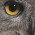 How Does An Owl S Hearing Work Super Powered Owls BBC Earth