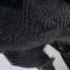 Goshawk Flies Through Tiny Spaces In Slo Mo The Animal S Guide To Britain Episode 3 BBC