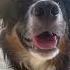 Bordercollielove Pets Bordercollieworld Puppy Bordercollie Perte Love Cane Doglover Cani