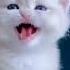 Cute Cat Biral Mew Mew Cat CuteBabyCat Shorts Cute