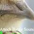 Kirk Maadi Batair Female Quail Sound Kirak Bater New 2025 Quail Birds Wildlife