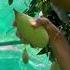 Mangoes Plant Mangoes Plucking Freshmango Trending Song Trendingsong Farm House Mango