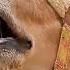 Real Cow Sound Moo Mooing Shorts Village Cow Shortvideo Cute Sapi Lembu Caballos