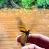 Watch A Caterpillar Turn Into A Butterfly The Dodo