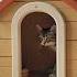 Васька пора на обед Пойдем Кот звонит в звонок кот милота Cat Cute Smartcat Viralshorts