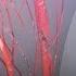 How Blood Evolved Many Times