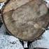 It S A Mixed Bag Sawmill Lumber Timber