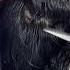 Relaxing Scissors Hard Scissors Thebarbersarms Hairsalon Beard Asmrhaircut