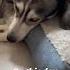 Onthisday A Compilation Of Zeus First Foster Assignment