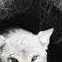 Wolf Borilar Nima Qilishni Bilasz