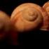 Concerto For Horn And Orchestra In C Minor Op 8 Allegro Moderato Att