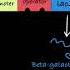 The Lac Operon Explained