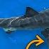Shark Scientist Reacts To White Shark Kayak Video