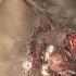 Diablo 4 Story Enjoyer Reacts Elias Meets Lilith Diablo 4