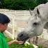Horse Therapy Time Horse Horselover Asmrsounds Horses Shortvideo Arabic Animal Asmr
