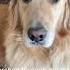 Sassy Shorts Sass Dogsofttiktok Tiktokdogs Goldenretriever Dogs Dog Fyp Cutedog Puppy