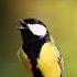 The Sound Of Spring A Great Tit Calling Birds Birdphotography Birding