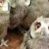 Owl A Funny Owls And Cute Owls Compilation NEW